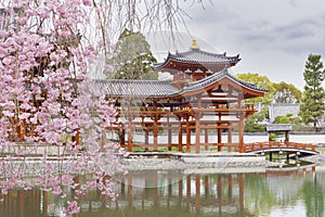 Blooming sakura tree in Byodo-in Buddhist temple