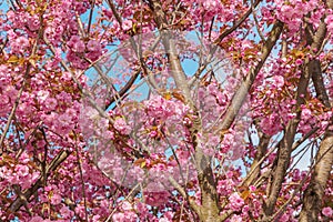 Blooming sakura tree. Kanazan variety. Spring