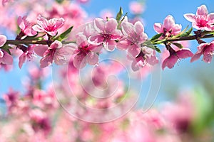 Blooming sakura tree, pink flowers cherry on twig in garden in a spring day on background blue sky