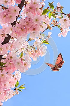 Blooming sakura tree, pink flowers cherry on twig in garden in a spring day with butterfly on background blue sky