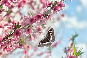 Blooming sakura tree, pink flowers cherry on twig in garden in a spring day with butterfly on background blue sky