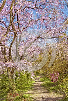 Blooming sakura tree