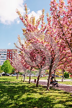 blooming sakura trees at lviv street