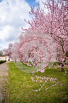 Blooming sakura in Troja palace park in spring time in Prague, Czech Republic