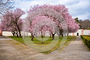 Blooming sakura in Troja palace park in spring time in Prague, Czech Republic