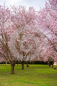 Blooming sakura in Troja palace park in spring time in Prague, Czech Republic