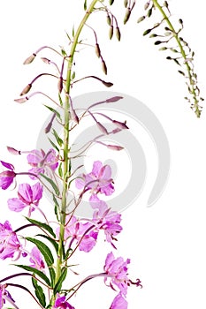 Blooming sally (Epilobium angustifolium); photo