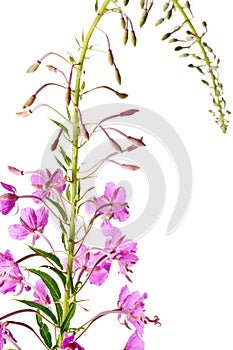 Blooming sally (Epilobium angustifolium); photo