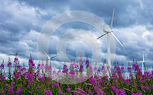 Blooming sally and windmills under the overcast sky