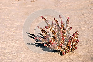 Blooming Salsola (saltwort)