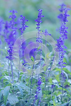 Blooming Salvia flowers are growing on the wiald field. Vertical floral background with violet flowers in misty blue tones