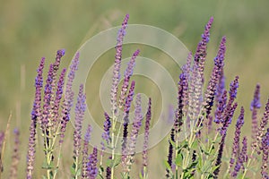 Blooming Salvia Superba close up on a sunny day