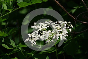 Kvitnúci Sambucus nigra