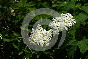 Blooming Sambucus nigra