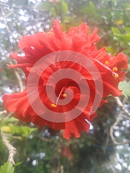 Blooming sampaguita flower