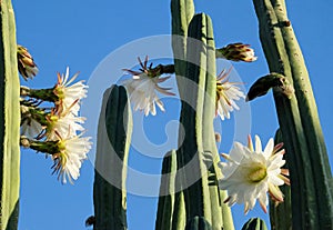 Blooming San Pedro Cactus Latin - Trichocereus pachanoi