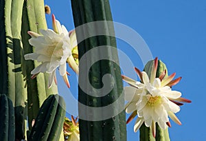 Blooming San Pedro Cactus Latin - Trichocereus pachanoi