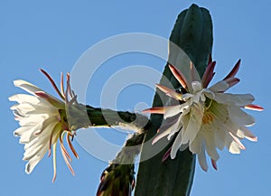 Blooming San Pedro Cactus Latin - Trichocereus pachanoi