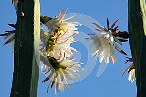 Blooming San Pedro Cactus Latin - Trichocereus pachanoi