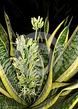 Blooming Sansevieriya