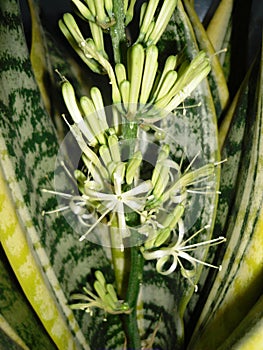 Blooming Sansevieriya
