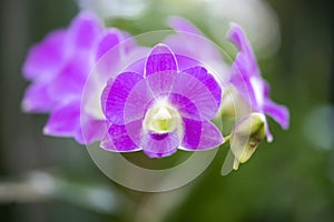 Blooming Saturate Purple Orcid on the blur green background