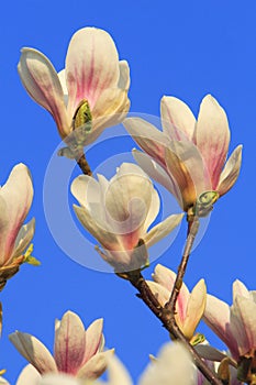 Blooming Saucer Magnolia flowers - Magnolia x soulangeana - in spring season in a botanical garden