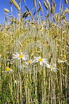 Blooming Scentless mayweed flowers in a corn field