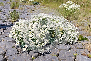 Sea kale along the dike photo