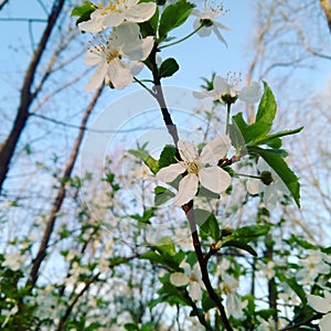 Blooming season