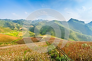 Blooming season in Ha Giang