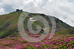 The blooming season of rhododendrons under the peak of Pip Ivan Chornohirskyi mountain