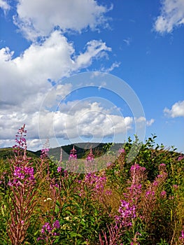 Blooming season for wild flowers in Parc National des Grands Jardins in Charlevoix, Quebec