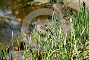 Blooming Sedge â€˜Carex Nigraâ€™ Carex melanostachya Black or common sedge on garden pond shore