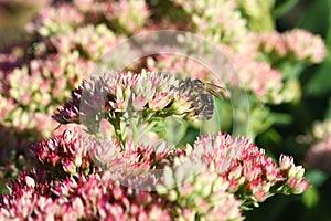 Blooming sedum in autumn with wild bee