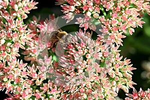 Blooming sedum in autumn with wild bee