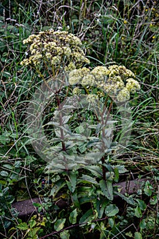 Blooming Sedum maximum.Hylotelephium maximum. Wild plant shot in summer