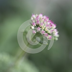 Blooming Sedum telephium plant