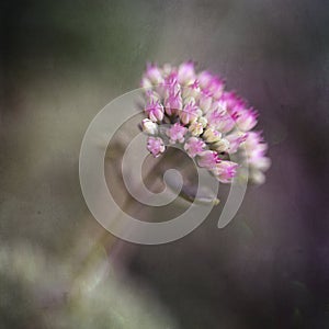 Blooming Sedum telephium plant