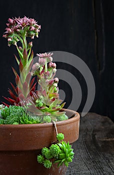 Blooming sempervivum calcareum flowers, hens and chicks plant