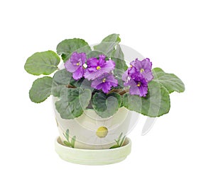 Blooming senpolia Silent Prayer