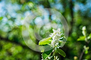 Blooming Shadberry Amelanchier berries in the garden