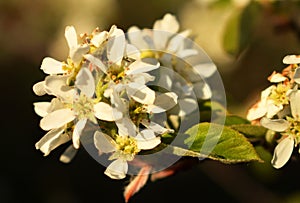 Blooming shadberry bush