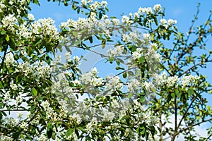 A blooming shadberry white flowers at sky background
