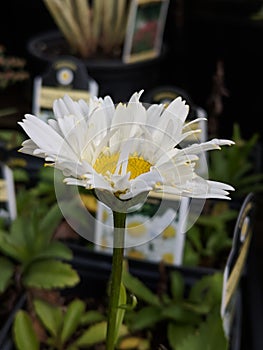 Blooming Shasta Daisy