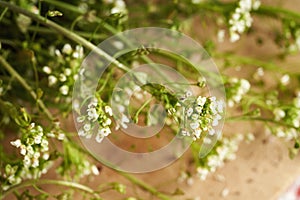 Blooming shepherd\'s purse herb on a table - ingredient for herbal tincture