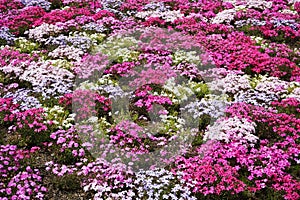 Blooming Shibazakura Pink Moss flower garden