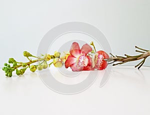 Blooming Shorea robusta or Cannonball flower.