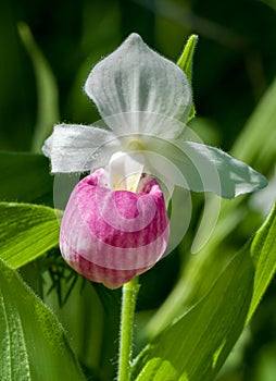 Blooming Showy Ladyâ€™s Slipper