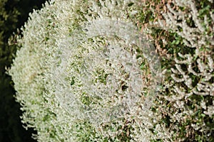 Blooming shrub of fallopia plant